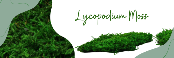 Lycopodium Moos